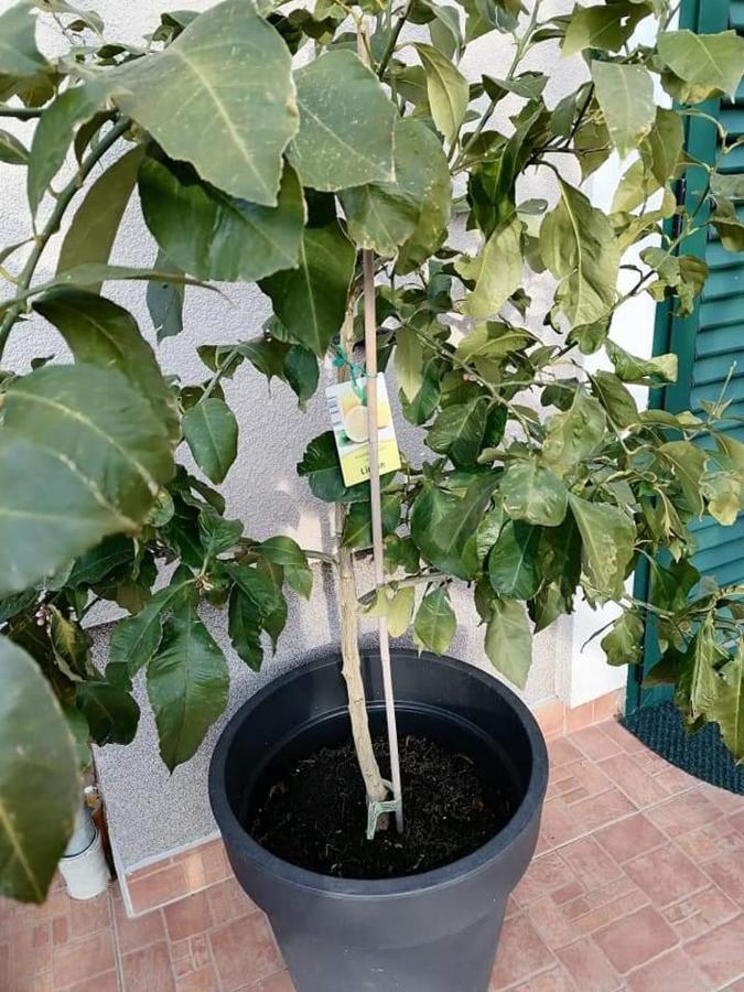 Appartamento Dairos Mali Lošinj Esterno foto