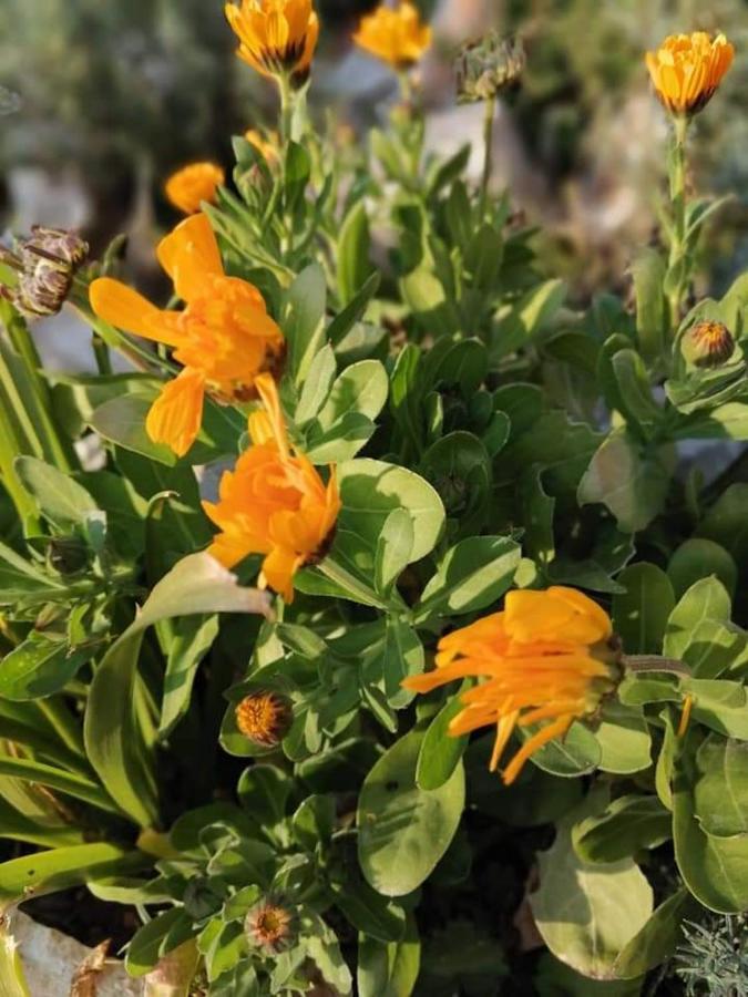 Appartamento Dairos Mali Lošinj Esterno foto