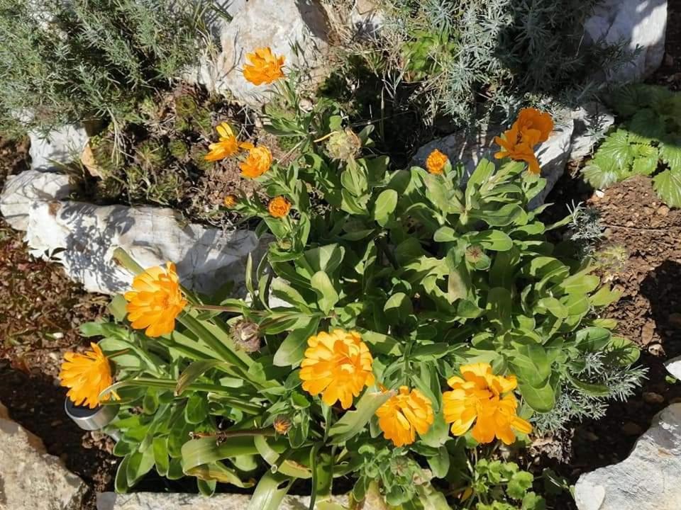 Appartamento Dairos Mali Lošinj Esterno foto